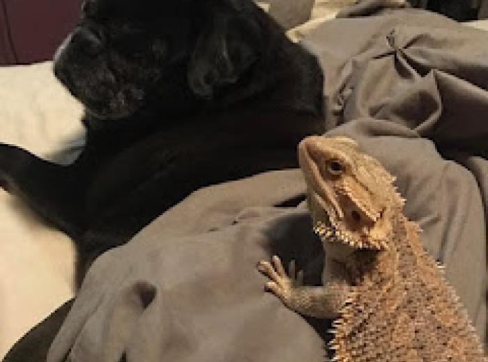How to Care for a Bearded Dragon