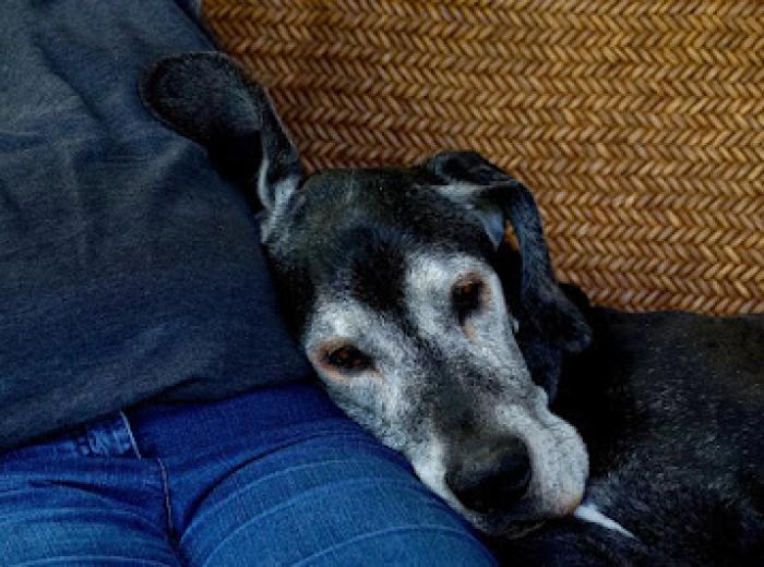 Pet Loss: Taking Comfort in Your Pets After Care