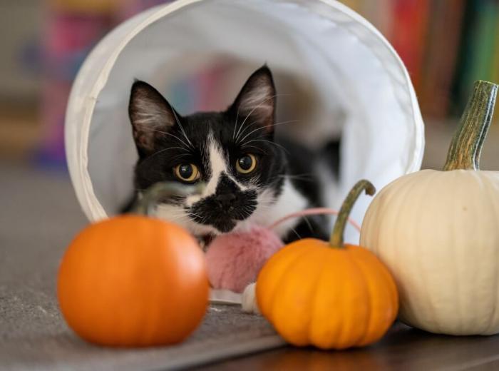 Thanksgiving Pet Safety Tips