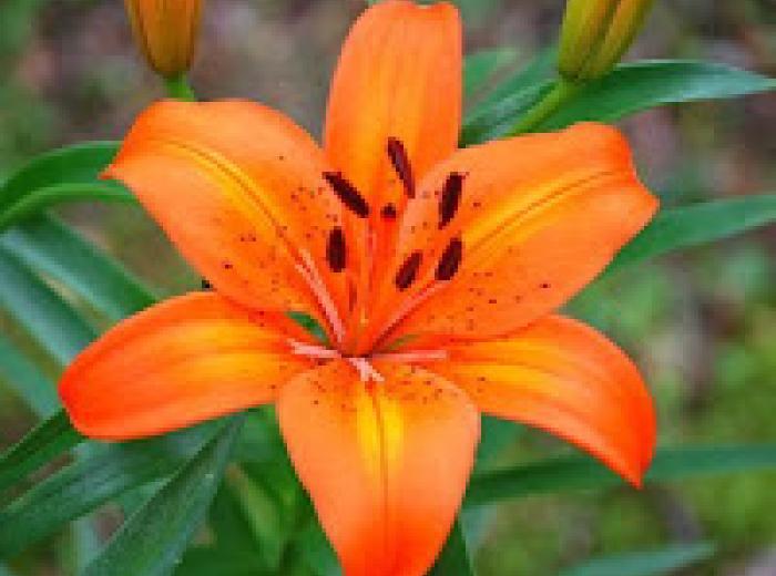 Keep All Lilies Away From Your Kitties