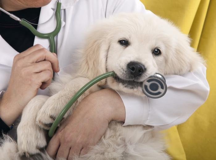 Finding the Right Vet for a Pet with Special Medical Needs