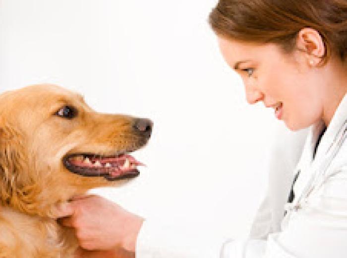 7 Things You Can Do for Your Aging Dog to Lengthen their Lifespan