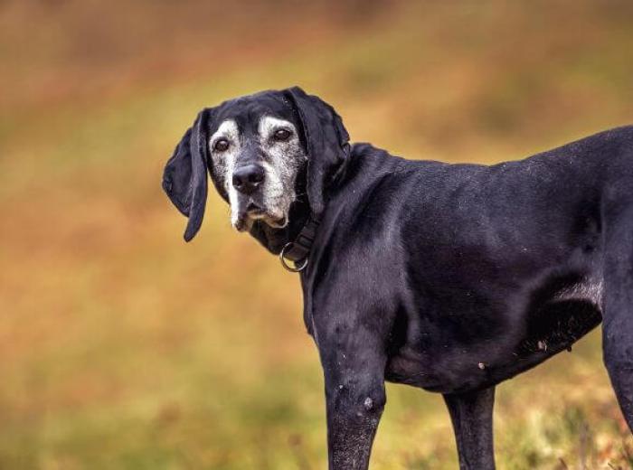 Understanding Your Dog’s Quality of Life and What It Means