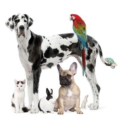 Parrot, kitten, rabbit, mouse and two dogs