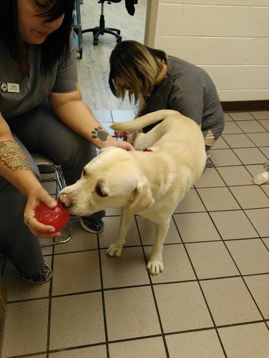 Two vet techs with dog