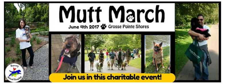 Michigan Humane Society Mutt March Grosse Pointe Shores mi, Harvey Animal Hospital Sponsor Michigan Humane Society Mutt March Grosse Pointe Shores mi, Harvey Animal Hospital Sponsor