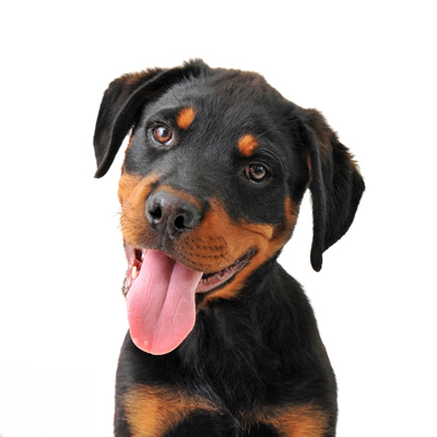 Pet Vaccines Pet Vaccines