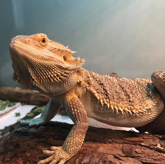 Bearded dragon